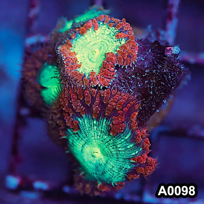 Item#A0098LP0098(S) WYSIWYG Aussie Ultra Unique Blastomussa Frag - Zooxae