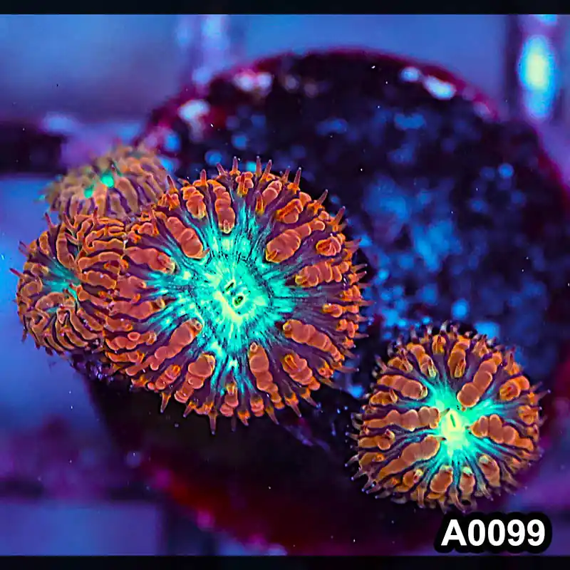 Item#A0099LP0099(S) WYSIWYG Aussie Ultra Unique Blastomussa Frag - Zooxae