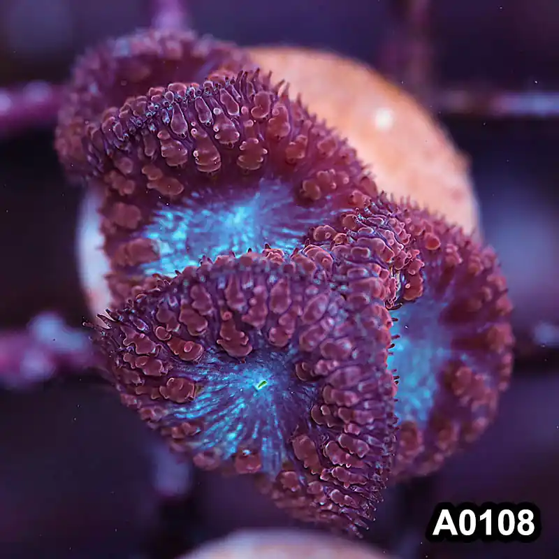 Item#A0108LP0108(S) WYSIWYG Aussie Ultra Unique Blastomussa Frag - Zooxae