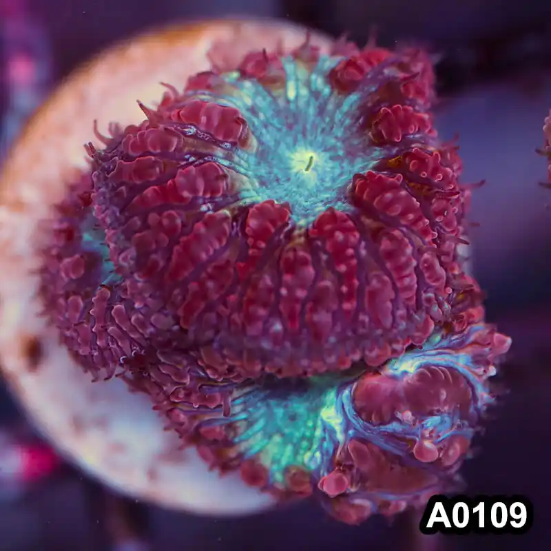 Item#A0109LP0109(S) WYSIWYG Aussie Ultra Unique Blastomussa Frag - Zooxae