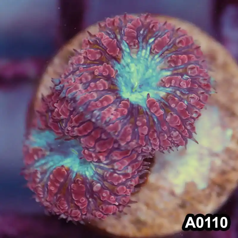 Item#A0110LP0110(S) WYSIWYG Aussie Ultra Unique Blastomussa Frag - Zooxae