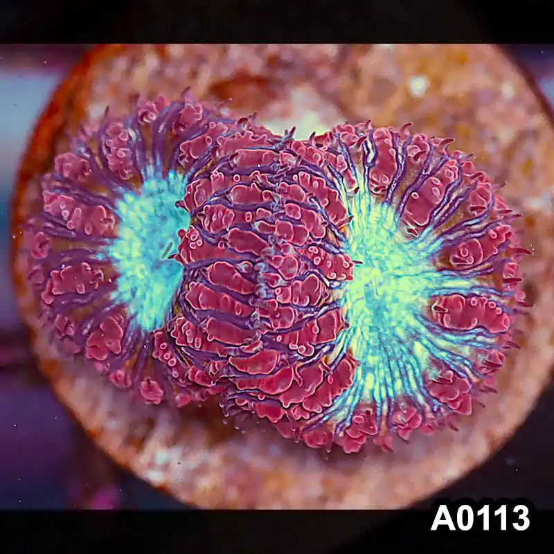 Item#A0113LP0113(S) WYSIWYG Aussie Ultra Unique Blastomussa Frag - Zooxae