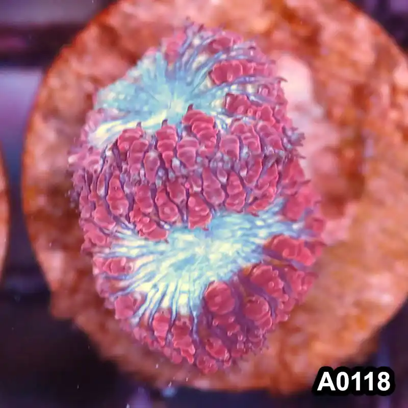 Item#A0118LP0118(S) WYSIWYG Aussie Ultra Unique Blastomussa Frag - Zooxae