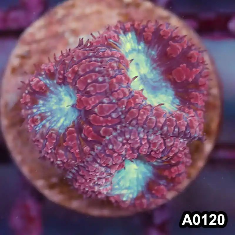 Item#A0120LP0120(S) WYSIWYG Aussie Ultra Unique Blastomussa Frag - Zooxae