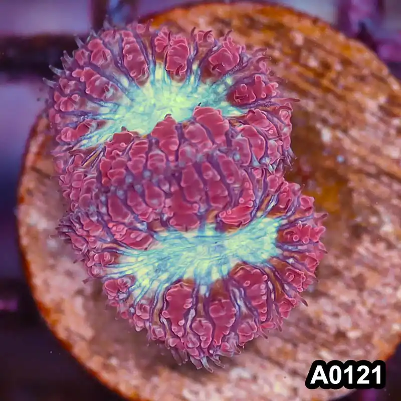 Item#A0121LP0121(S) WYSIWYG Aussie Ultra Unique Blastomussa Frag - Zooxae