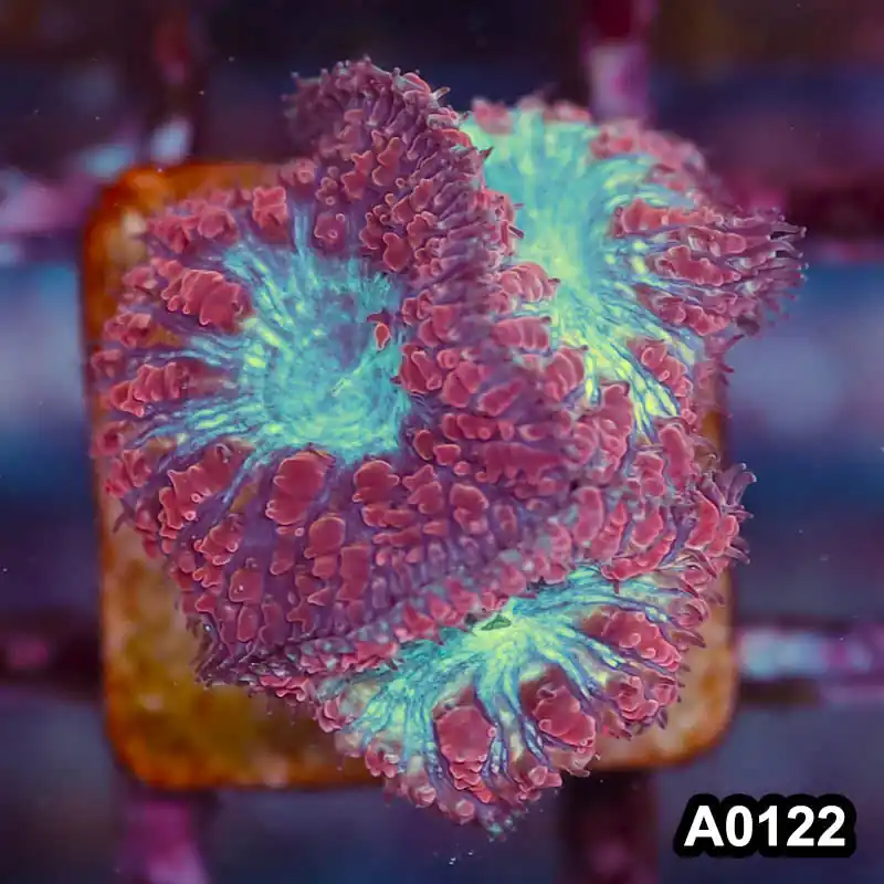 Item#A0122LP0122(S) WYSIWYG Aussie Ultra Unique Blastomussa Frag - Zooxae