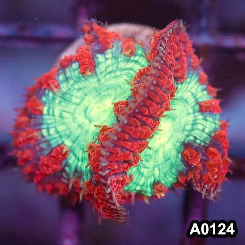 Item#A0124LP0124(S) WYSIWYG Aussie Ultra Unique Blastomussa Frag - Zooxae