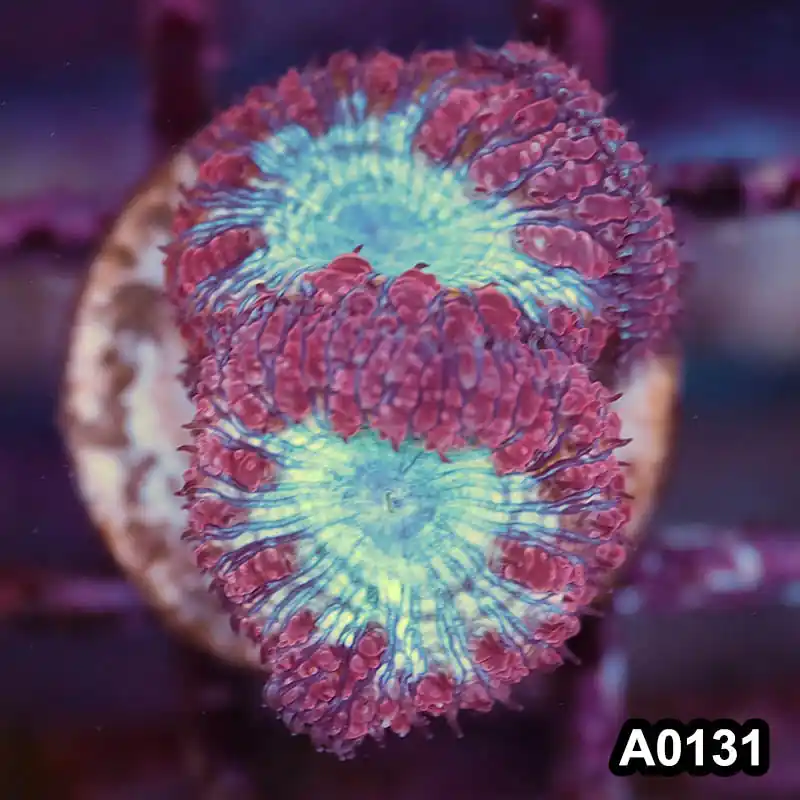 Item#A0131LP0131(S) WYSIWYG Aussie Ultra Unique Blastomussa Frag - Zooxae