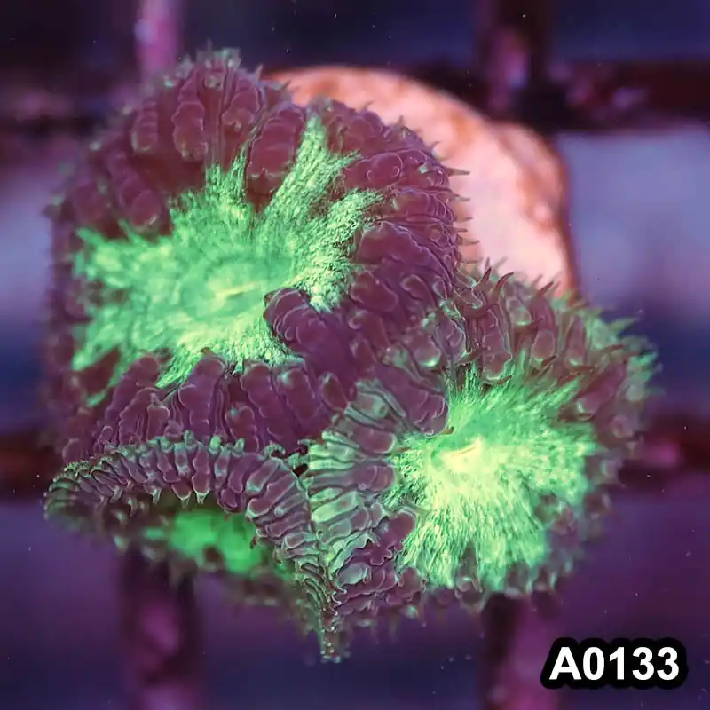 Item#A0133LP0133(S) WYSIWYG Aussie Ultra Unique Blastomussa Frag - Zooxae