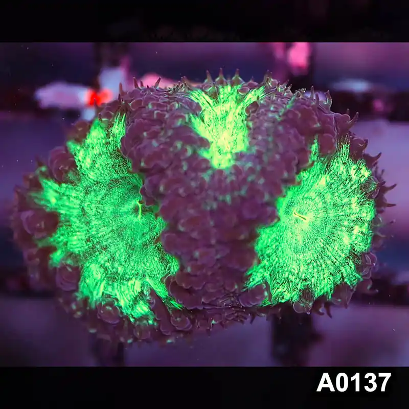 Item#A0137LP0137(S) WYSIWYG Aussie Ultra Unique Blastomussa Frag - Zooxae