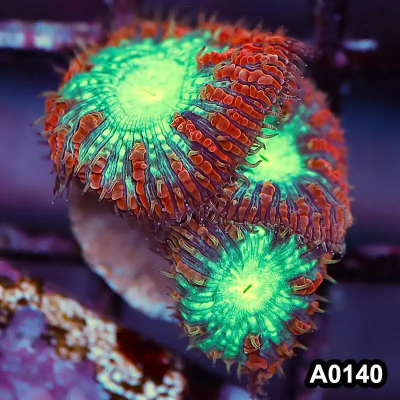 Item#A0140LP0140(S) WYSIWYG Aussie Ultra Unique Blastomussa Frag - Zooxae