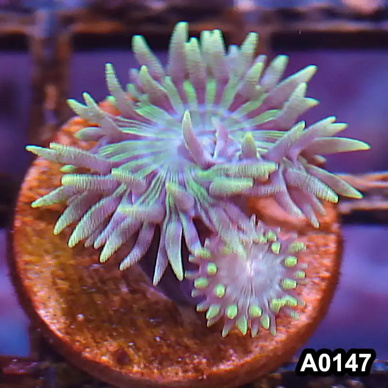 Item#A0147LP0147(S) WYSIWYG Western Australia Ultra Duncan Frag - Zooxae