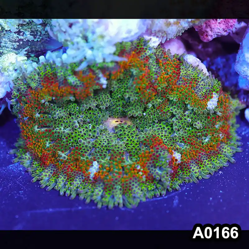 Item#A0166IN0166(S) WYSIWYG Vietnam Ultra Unique Mini Maxi Carpet Anemone - Zooxae