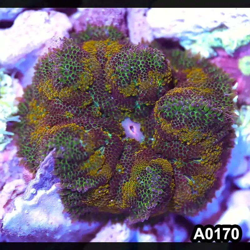 Vietnam Ultra Unique Mini Maxi Carpet Anemone - Zooxae