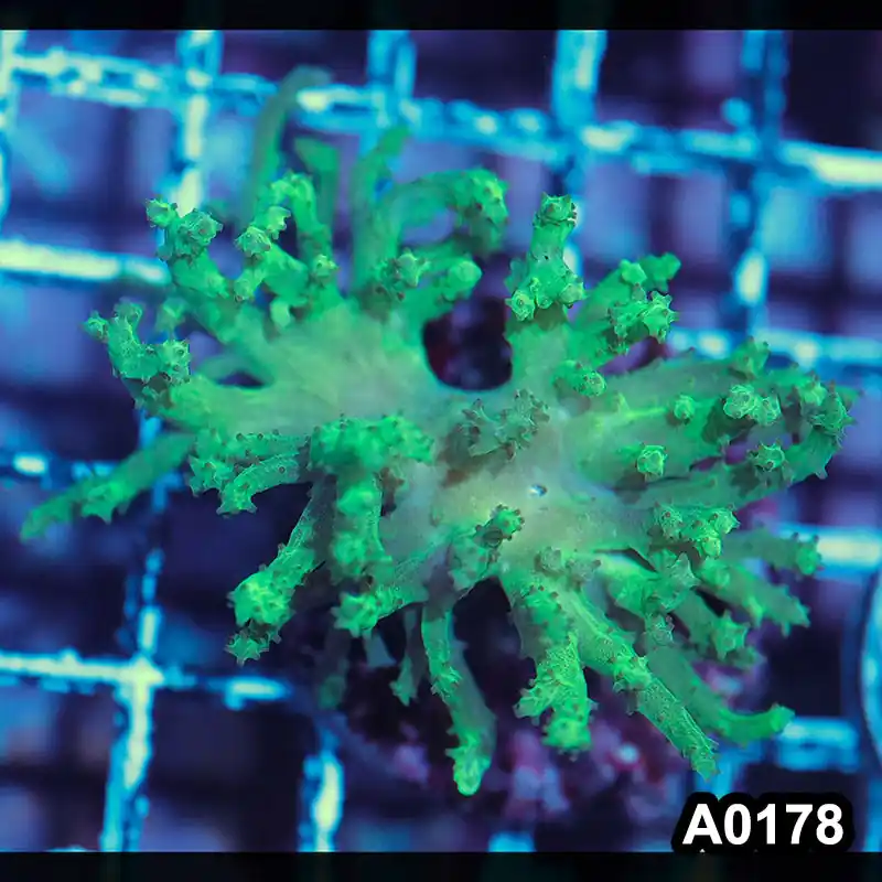 Item#A0178IN0178(S) WYSIWYG Indo Cultured Sinularia Colony - Zooxae