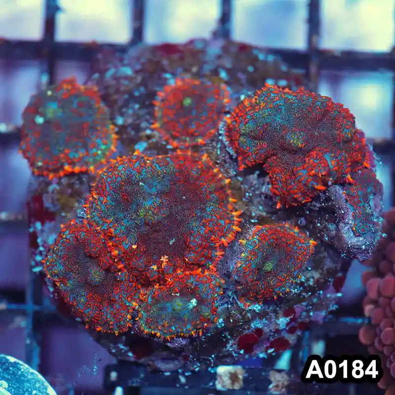 Item#A0184IN0184(S) WYSIWYG Indo Cultured Rainbow Rhodactis Mushroom Colony - Zooxae