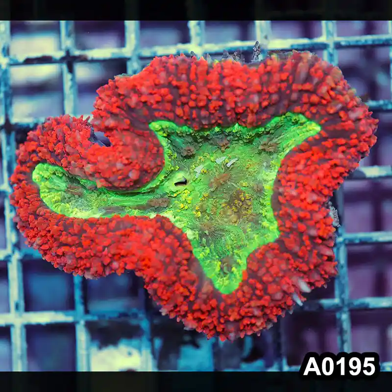 Item#A0195IN0195(M) WYSIWYG Aussie Rainbow Symphyllia Colony - Zooxae