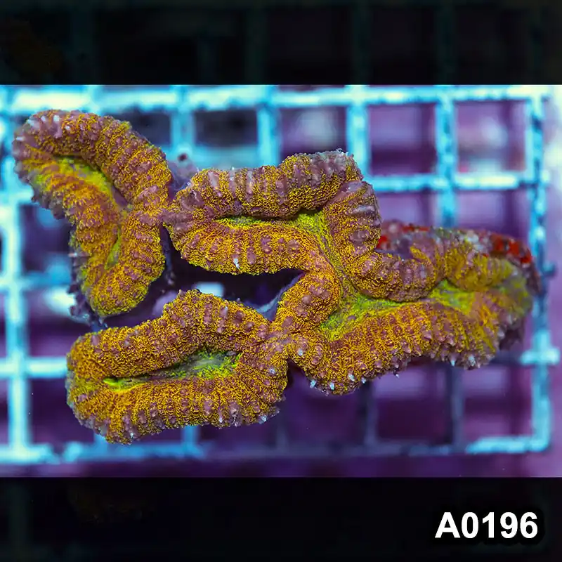 Item#A0196IN0196(M) WYSIWYG Aussie Ultra Unique Lobophyllia Colony - Zooxae