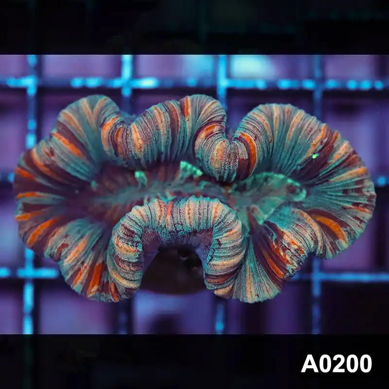 Item#A0200IN0200(S) WYSIWYG Western Australia Ultra Unique Trachyphyllia - Zooxae