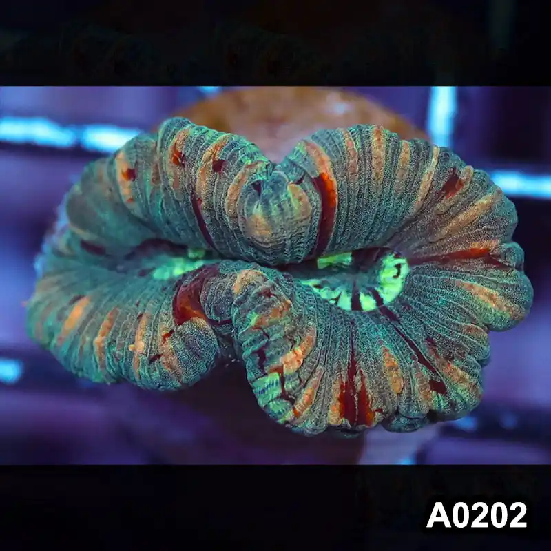 Item#A0202IN0202(S) WYSIWYG Western Australia Ultra Unique Trachyphyllia - Zooxae