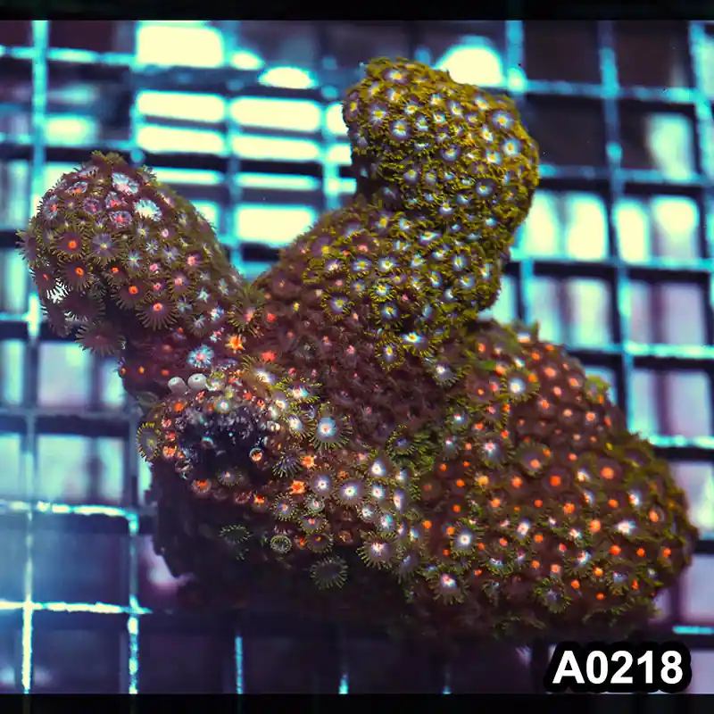 Item#A0218IN0218(M) WYSIWYG Indo Ultra Zoanthid Colony - Zooxae