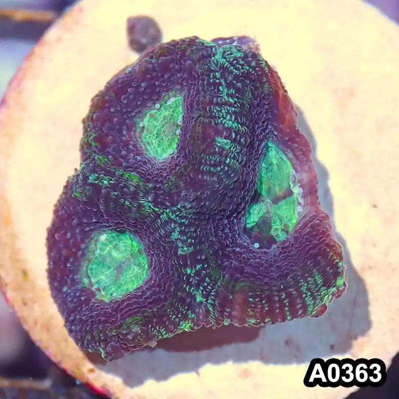 Item#A0363IN0363(S) WYSIWYG Aussie Ultra Bowerbanki Frag - Zooxae