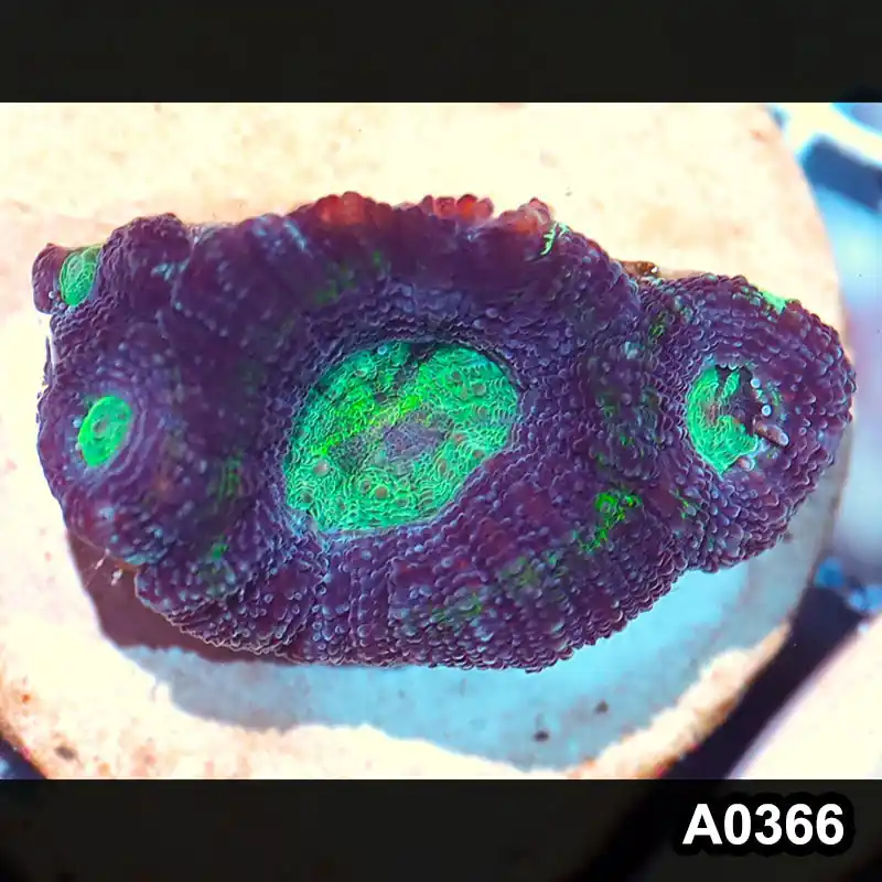 Item#A0366IN0366(S) WYSIWYG Aussie Ultra Bowerbanki Frag - Zooxae