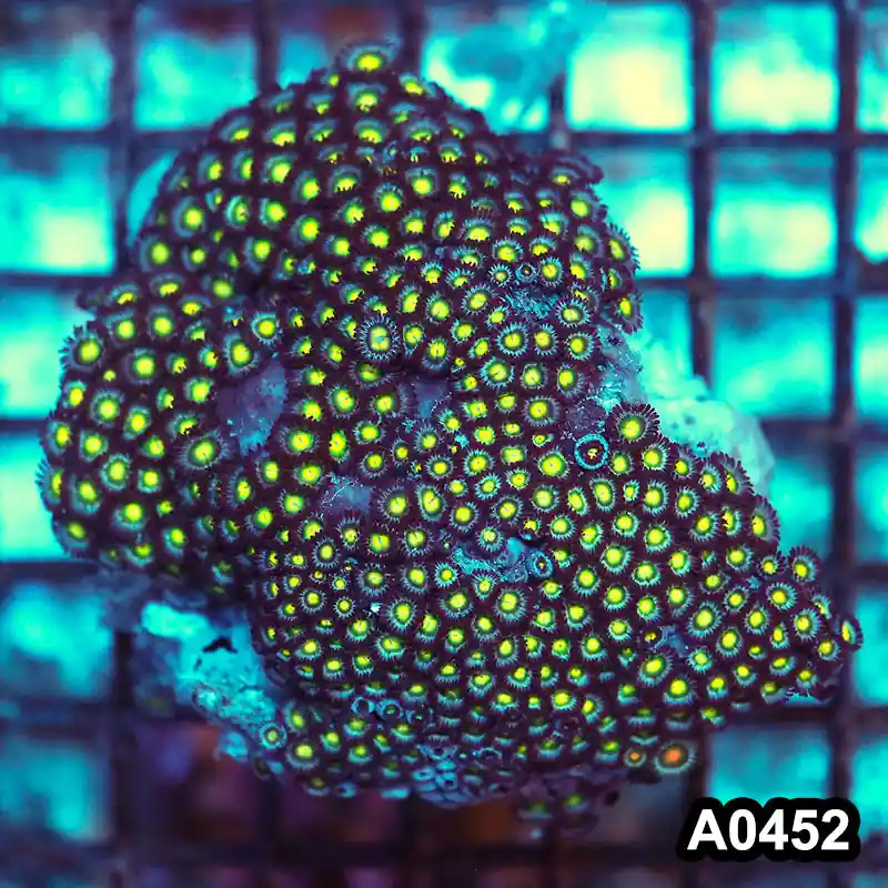 Item#A0452RW0452(M) WYSIWYG Vietnam Ultra Zoanthid Colony - Zooxae