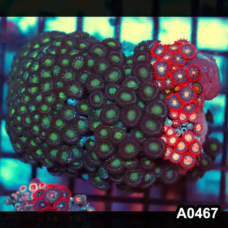 Item#A0467RW0467(M) WYSIWYG Vietnam Ultra Zoanthid Colony - Zooxae