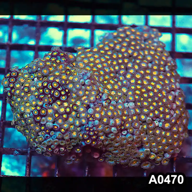 Item#A0470RW0470(M) WYSIWYG Vietnam Ultra Zoanthid Colony - Zooxae