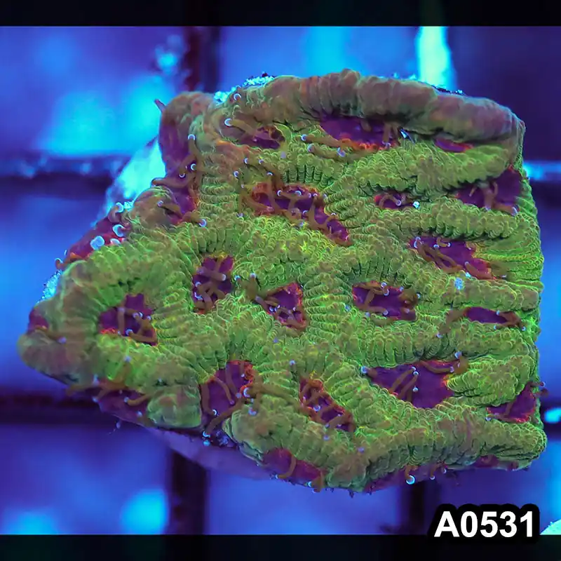 Item#A0531IN0531(S) WYSIWYG Aussie Ultra Unique Maze Brain Frag - Zooxae
