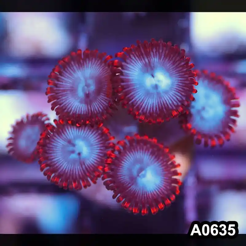 Item#A0635IN0635(S) WYSIWYG Cultured Spiderman Zoanthid Frag - Zooxae
