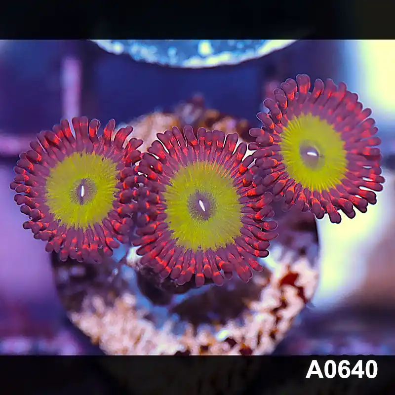 Item#A0640IN0640(S) WYSIWYG Cultured Candy Apple Red Zoanthid Frag - Zooxae