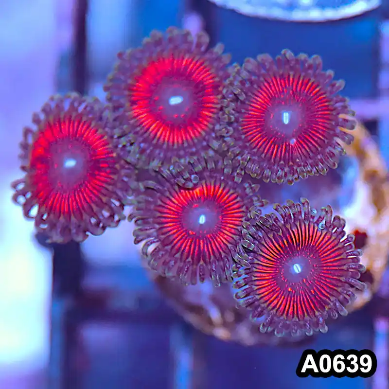 Item#A0639IN0639(S) WYSIWYG Indo Ultra Zoanthid Frag - Zooxae