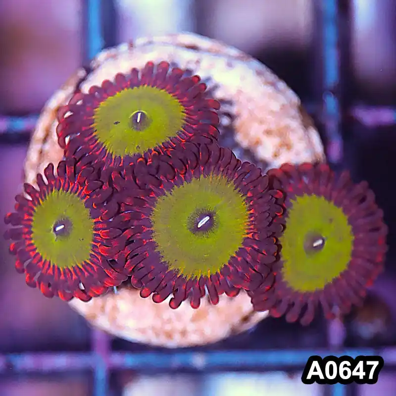 Item#A0647IN0647(S) WYSIWYG Cultured Candy Apple Red Zoanthid Frag - Zooxae