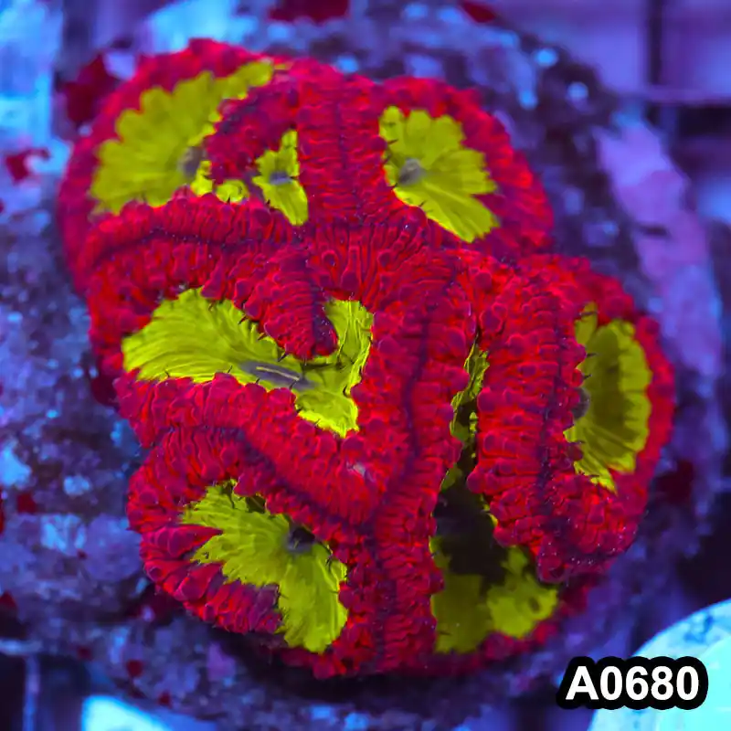 Item#A0680IN0680(M) WYSIWYG Indo Cultured Iron Man Rainbow Blastomussa Colony - Zooxae