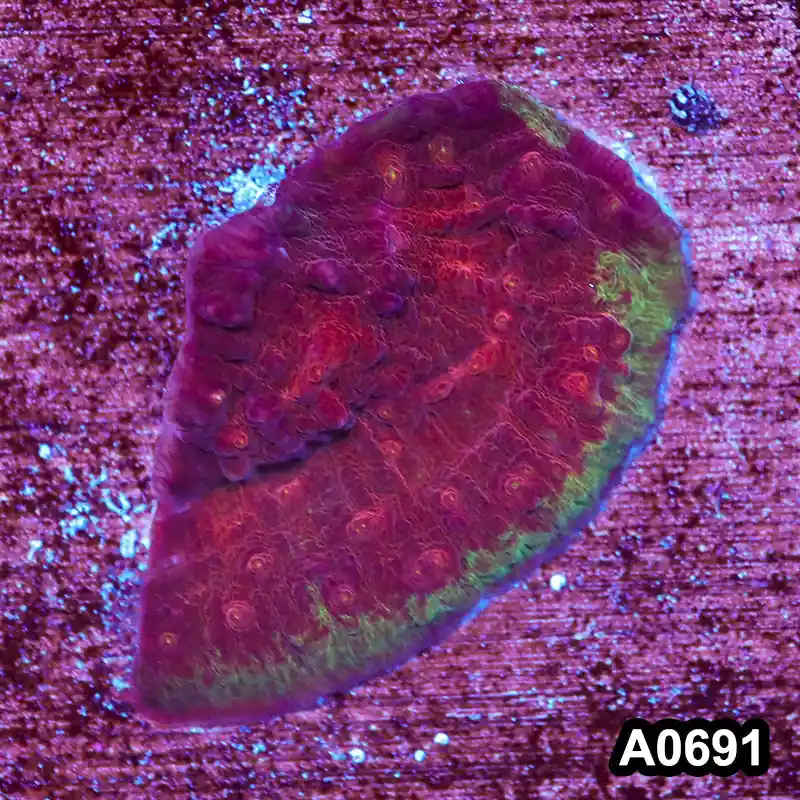 Item#A0691IN0691(S) WYSIWYG Cultured Ultra Chalice Frag - Zooxae