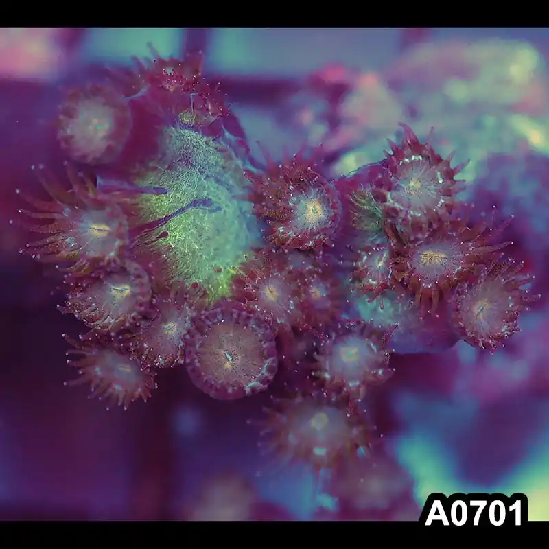 Item#A0701IN0701(S) WYSIWYG Aussie Ultra Unique Turbinaria Heronensis Frag - Zooxae
