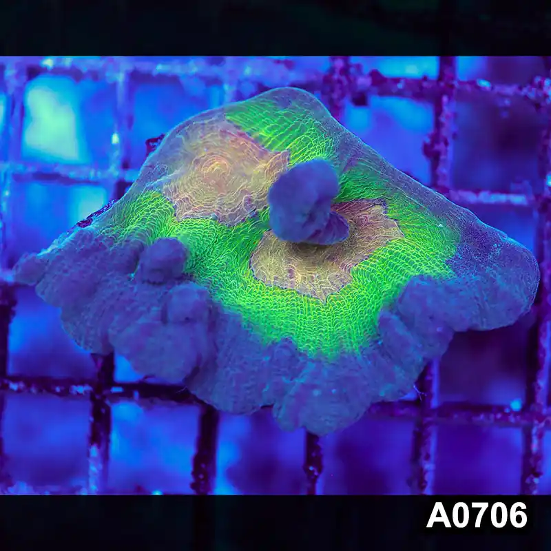 Item#A0706IN0706(S) WYSIWYG Indo Rainbow Pectinia Large Frag - Zooxae