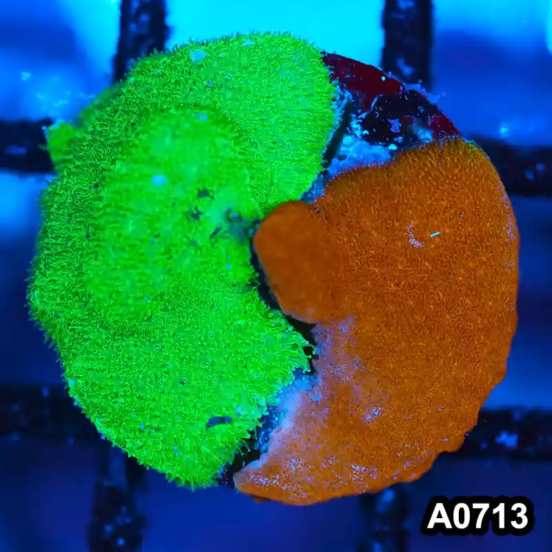 Item#A0713FM0713(S) WYSIWYG Cultured Psammacora Combo Frag - Zooxae