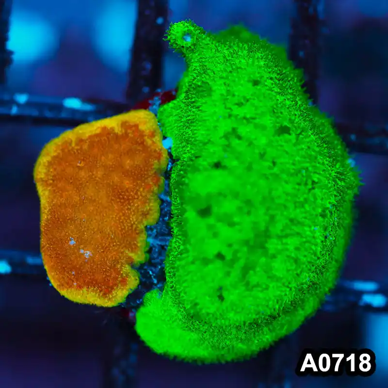 Item#A0718FM0718(S) WYSIWYG Cultured Psammacora Combo Frag - Zooxae