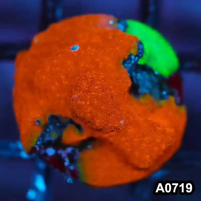 Item#A0719FM0719(S) WYSIWYG Cultured Psammacora Combo Frag - Zooxae