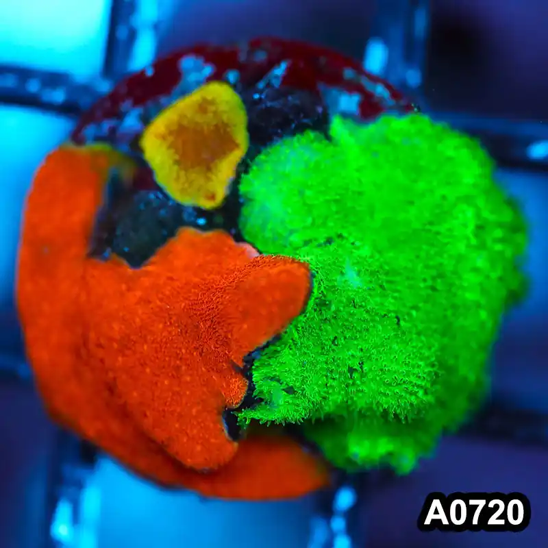 Item#A0720FM0720(S) WYSIWYG Cultured Psammacora Combo Frag - Zooxae