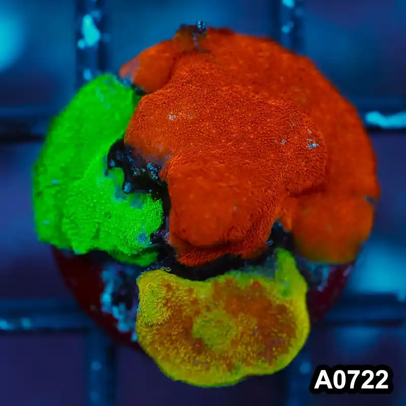 Item#A0722FM0722(S) WYSIWYG Cultured Psammacora Combo Frag - Zooxae