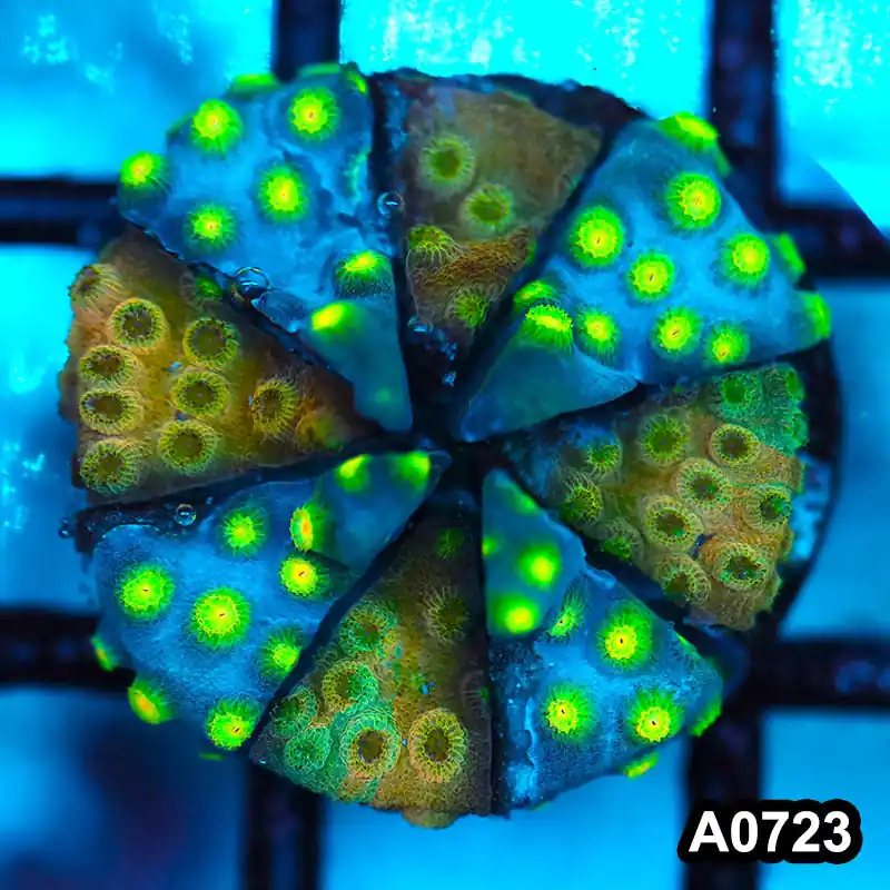 Item#A0723FM0723(S) WYSIWYG Cultured Sponge Bob's Acid Trip Cyphastrea Frag - Zooxae