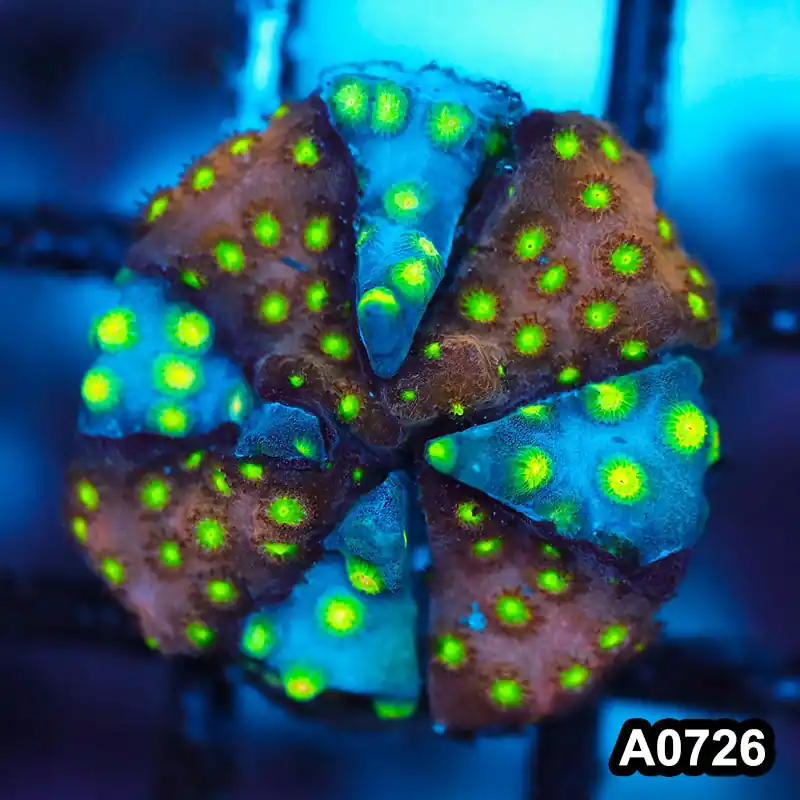 Item#A0726FM0726(S) WYSIWYG Cultured Bling Sponge Bob Bling Cyphastrea Frag - Zooxae
