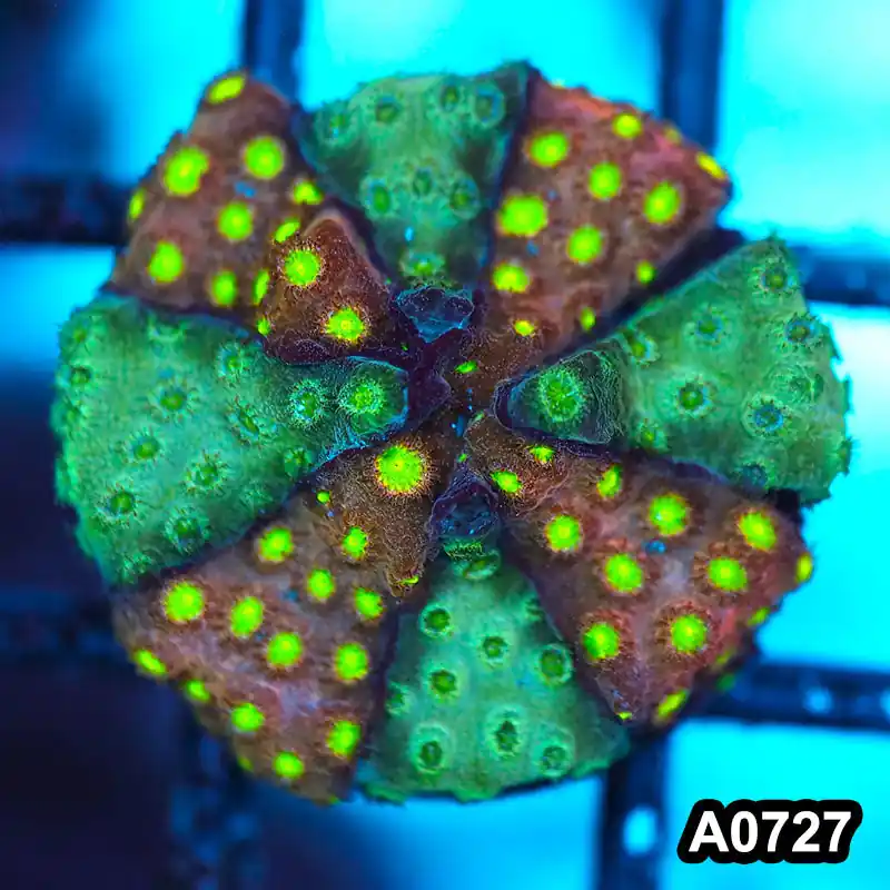Item#A0727FM0727(S) WYSIWYG Cultured Bling Money Bling Cyphastrea Frag - Zooxae