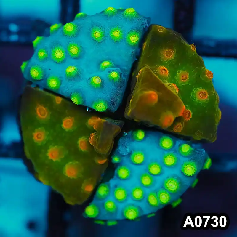 Item#A0730FM0730(S) WYSIWYG Cultured Sponge Bob's Revenge Cyphastrea Frag - Zooxae