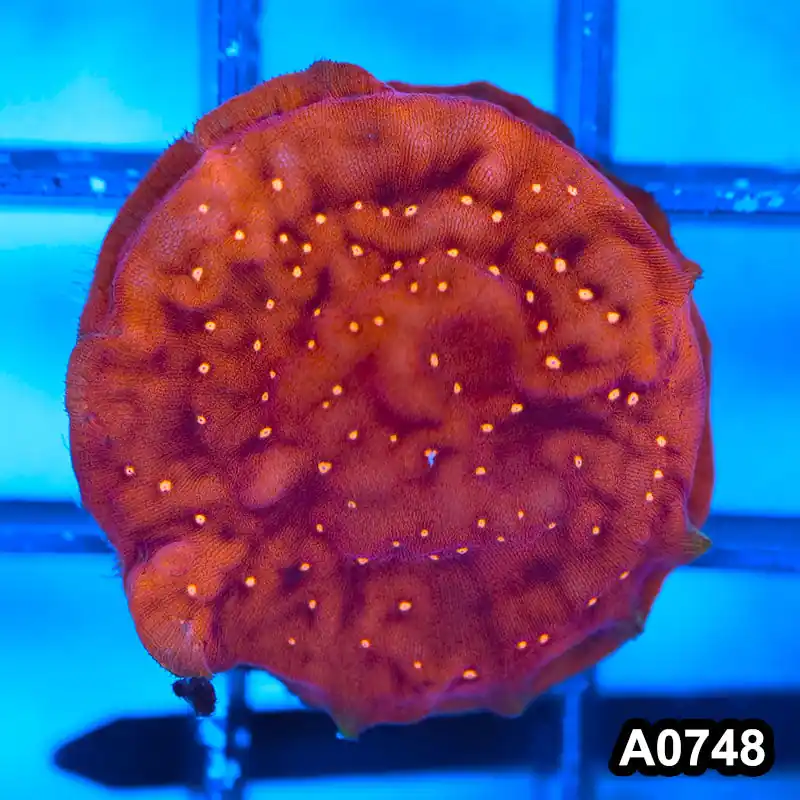 Item#A0748FM0748(S) Hand Selected Cultured Orange Leptoseris Full Encrusted Frag 03 - Zooxae