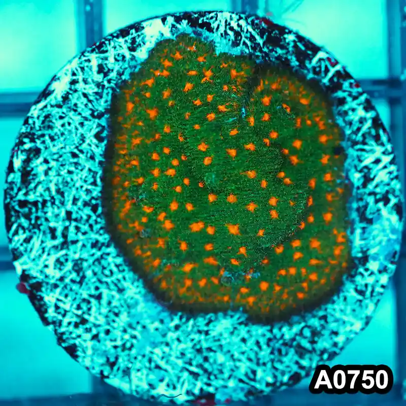 Item#A0750FM0750(S) Hand Selected Cultured John Deer Psammacora 1inch Frag 03 - Zooxae